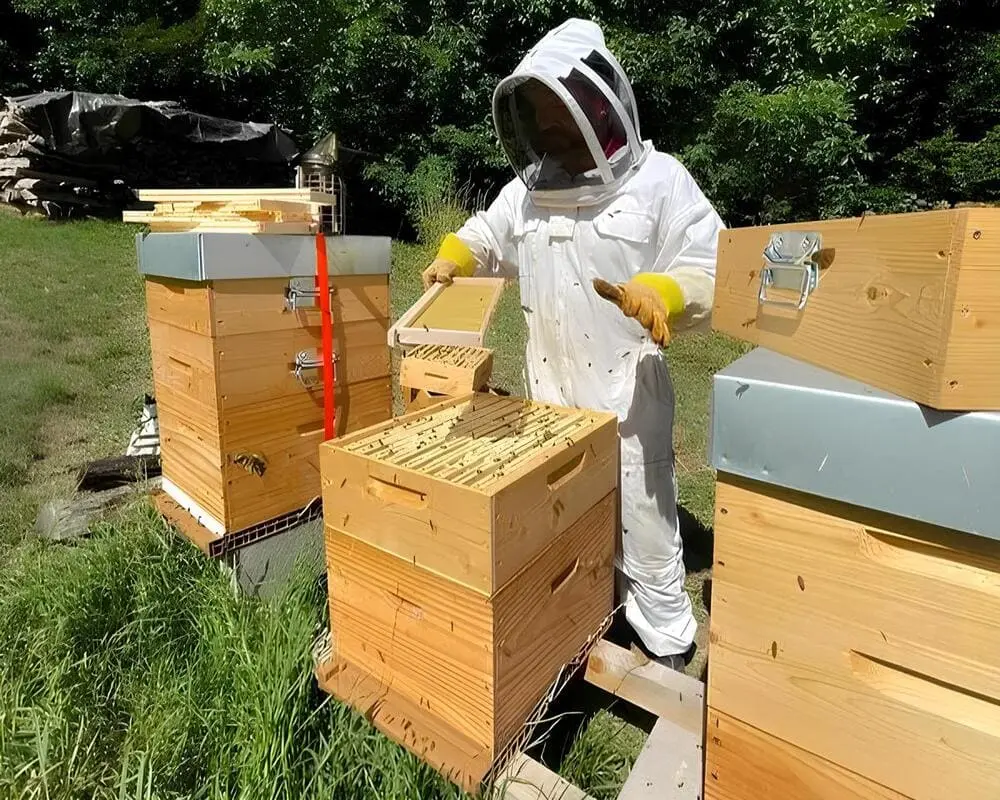 Installer des ruches en entreprise n’est plus réservé aux grandes structures ou aux passionnés d’apiculture. Aujourd’hui, de plus en plus d’organisations choisissent d’intégrer un rucher directement sur leur site pour donner du sens à leur projet RSE,